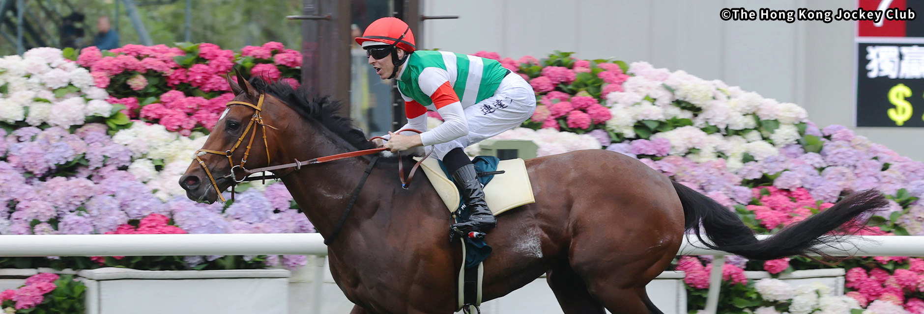 �N�C�[���G���U�x�XⅡ���J�b�v �C���[�W