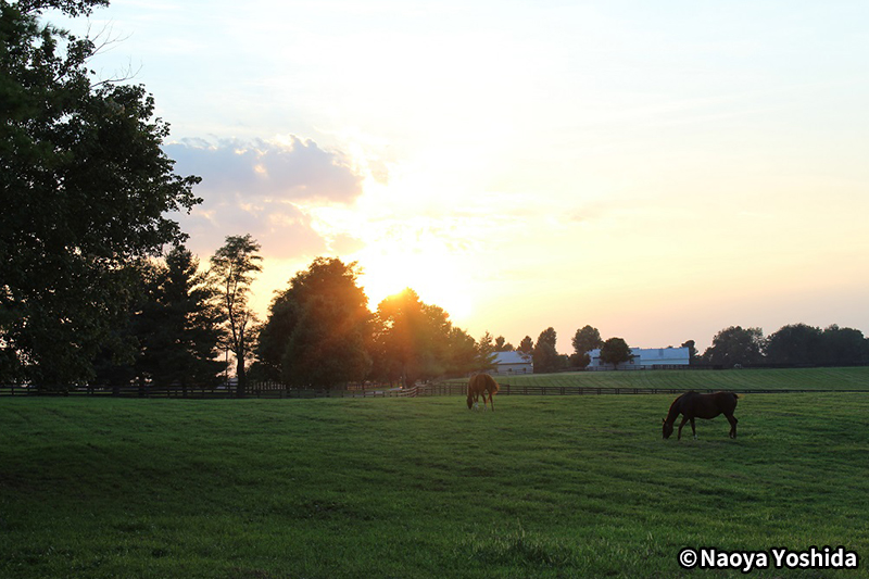 �A�����J���n�C���[�W�ʐ^2