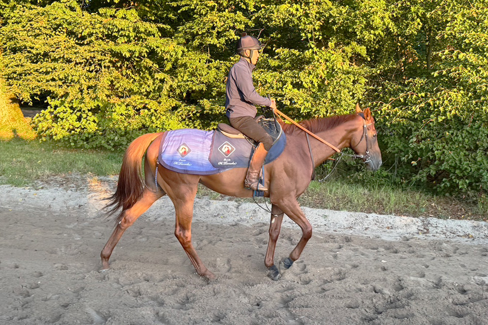 アロヒアリイの画像