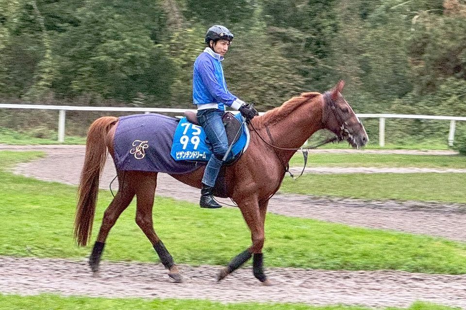 ビザンチンドリームの画像