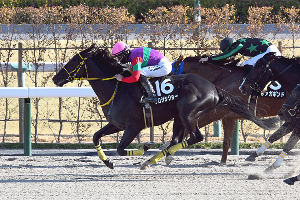 クロジシジョーの画像