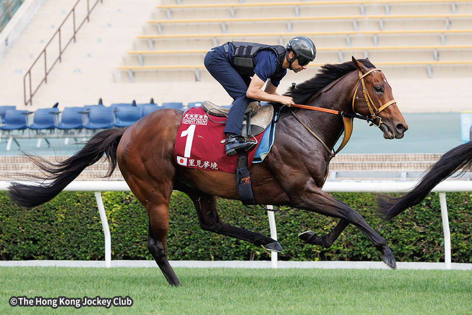 サトノレーヴの画像