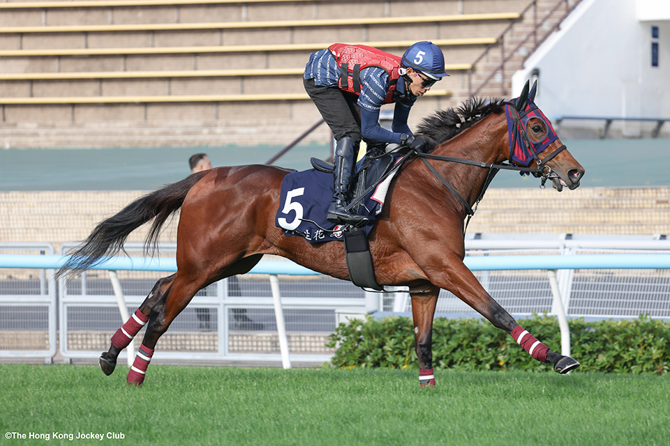 �G���u���C�_���[�̉摜