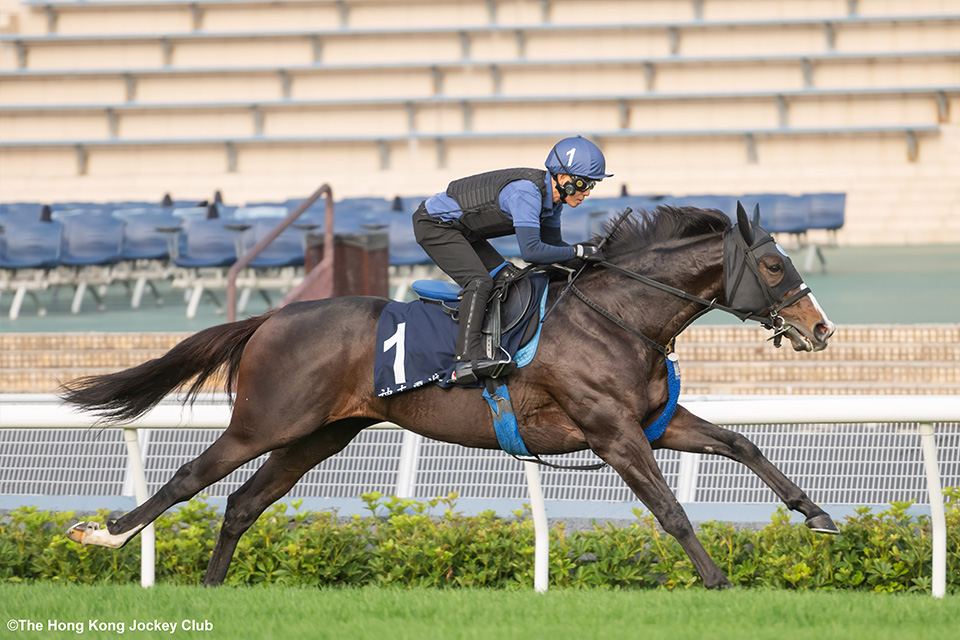 �\�E�����b�V���̉摜