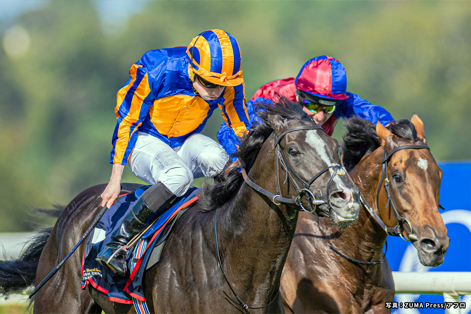 2023�N �D���n�F�I�[�M���X�g���_��