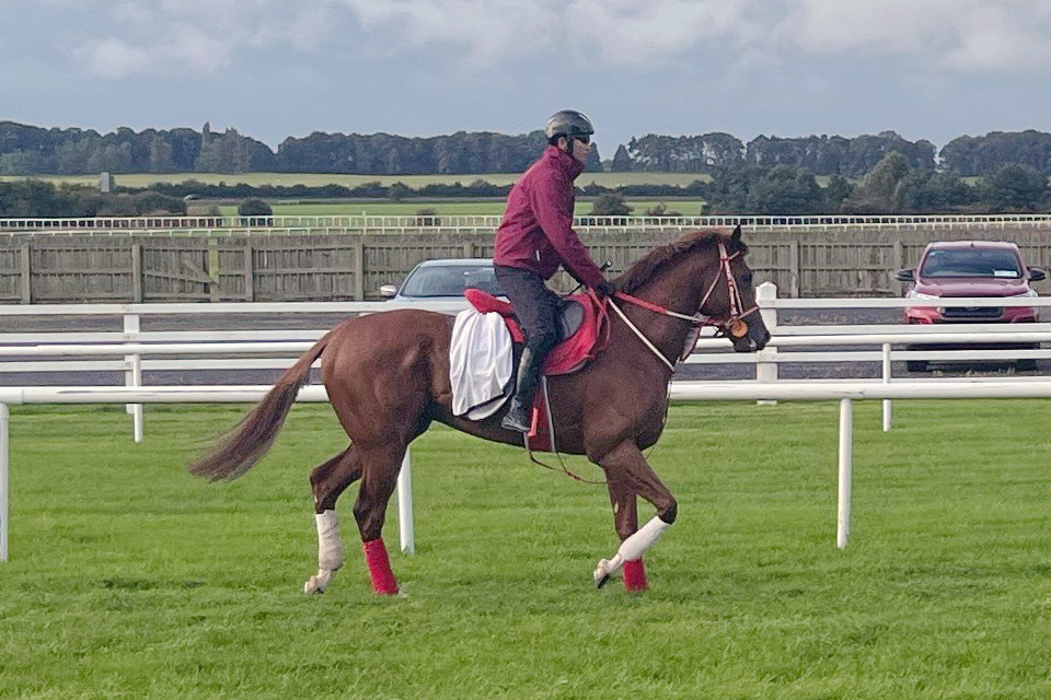 シンエンペラーの画像