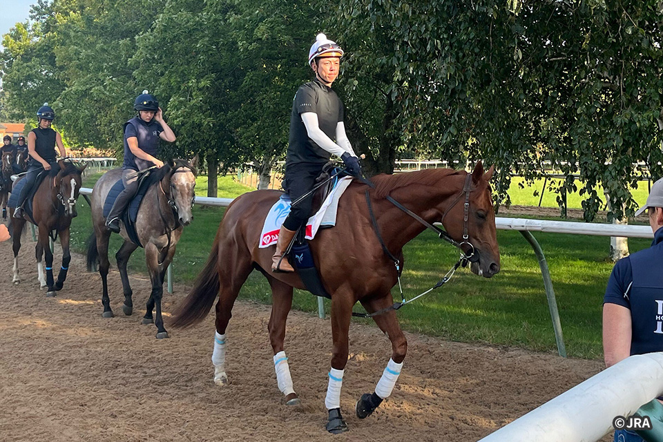 �_�m���f�T�C���̉摜