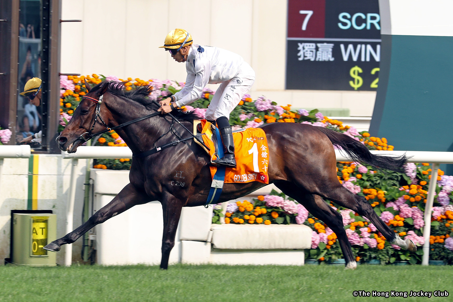 2023�N �D���n�F�S�[���f���V�b�N�X�e�B