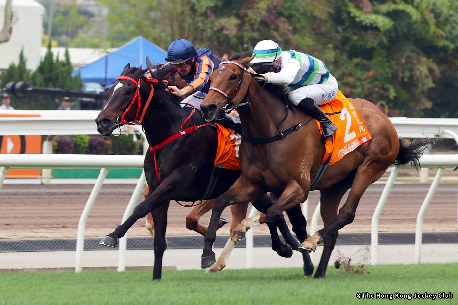 2025�N �D���n�F���b�h���C�I��