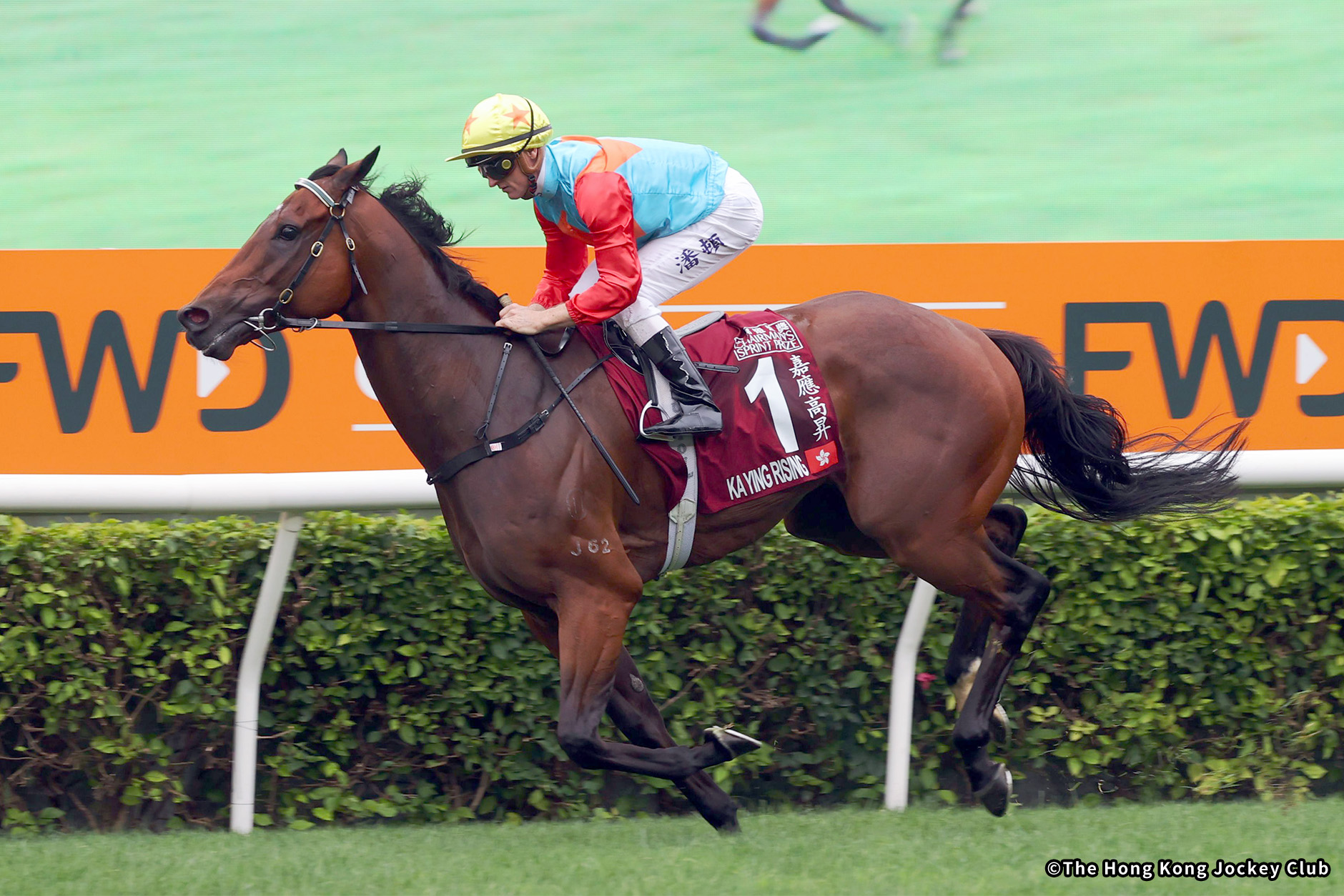 2025�N �D���n�F�J�[�C�����C�W���O