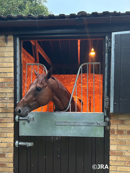 ダノンデサイル