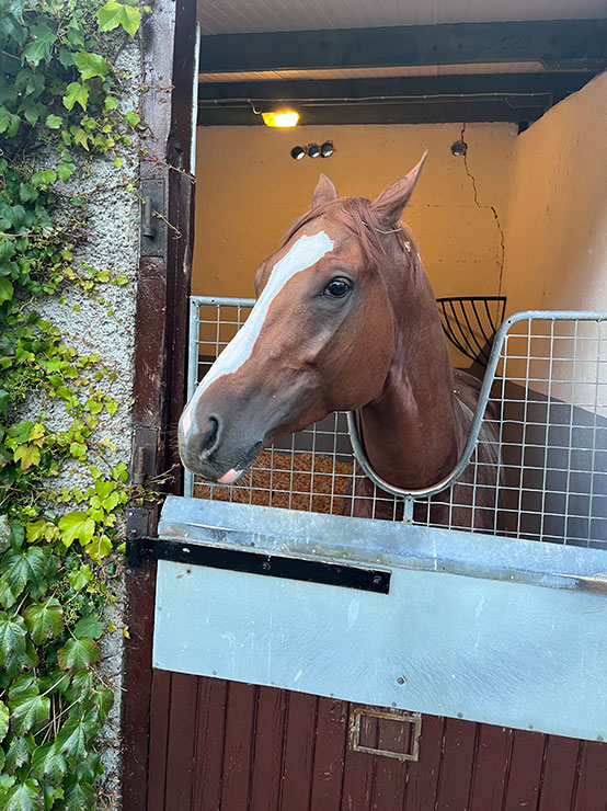 シンエンペラー