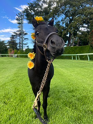 �|�j�[�i���Ⴖ��܂�j