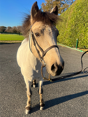 �|�j�[�i���S�j