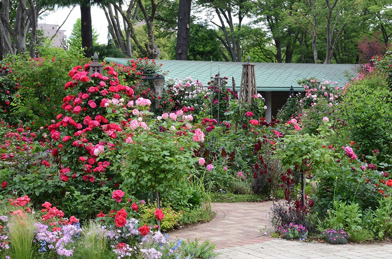 ���[�Y�K�[�f��